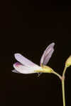 Creeping lespedeza